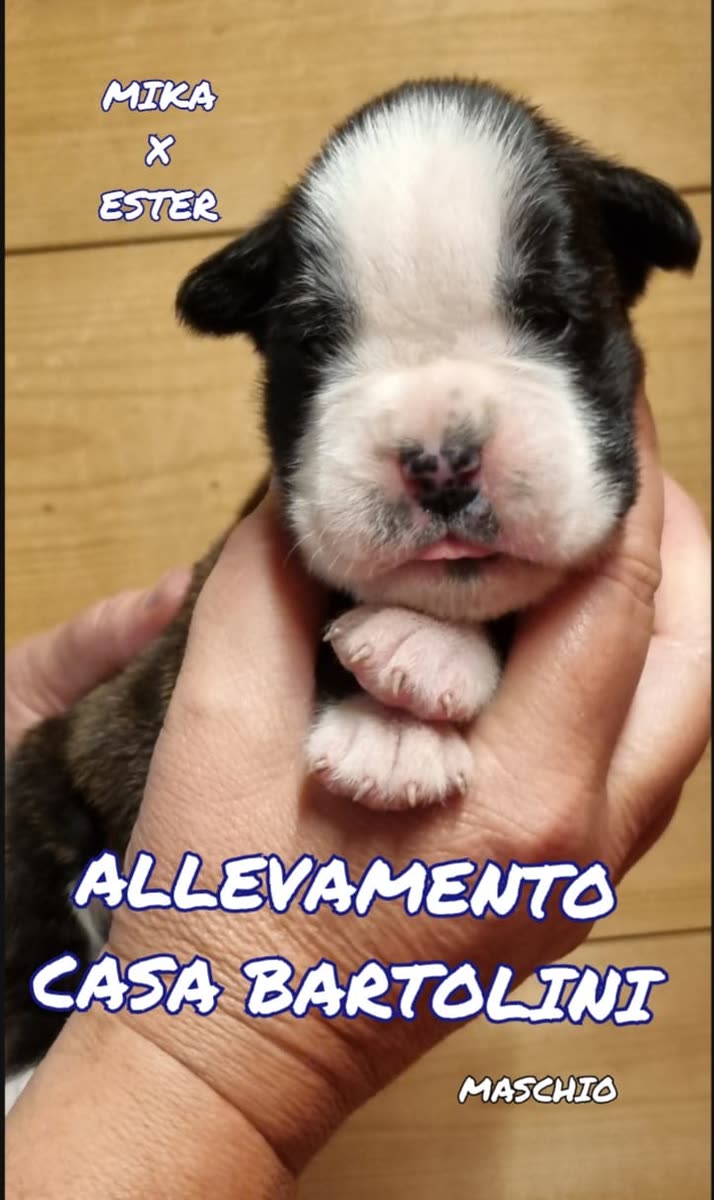 Cuccioli di Mika × Ester