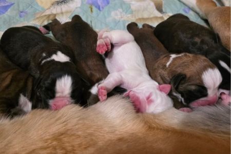 Cuccioli meravigliosi a Maggio 2025